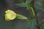 Common evening-primrose